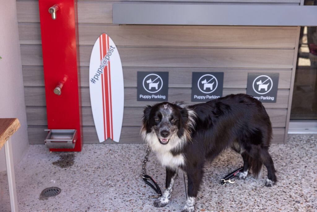 Dog outside the Noosa Heads Community hub at the Pups @ Post area